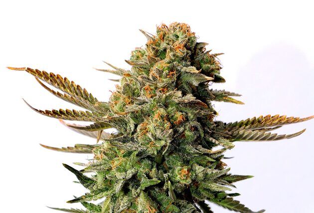 Cannabissamen Russian Doll feminisiert von Kannabia für Indoor und Outdoor